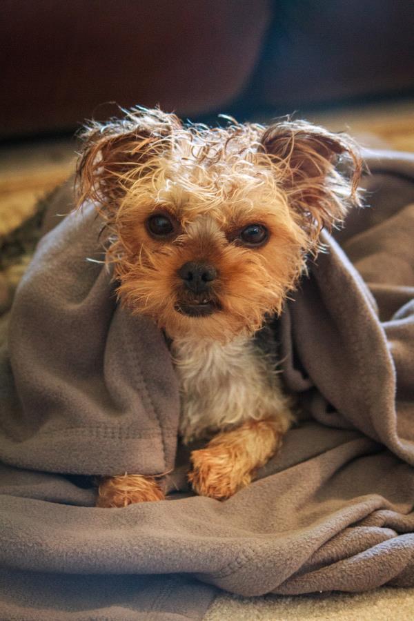 /Images/uploads/Humane Society of Utah/HSU2018/entries/4511thumb.jpg